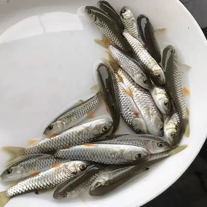 军鱼苗光倒刺鲃鱼青竹皖鱼石坚鱼