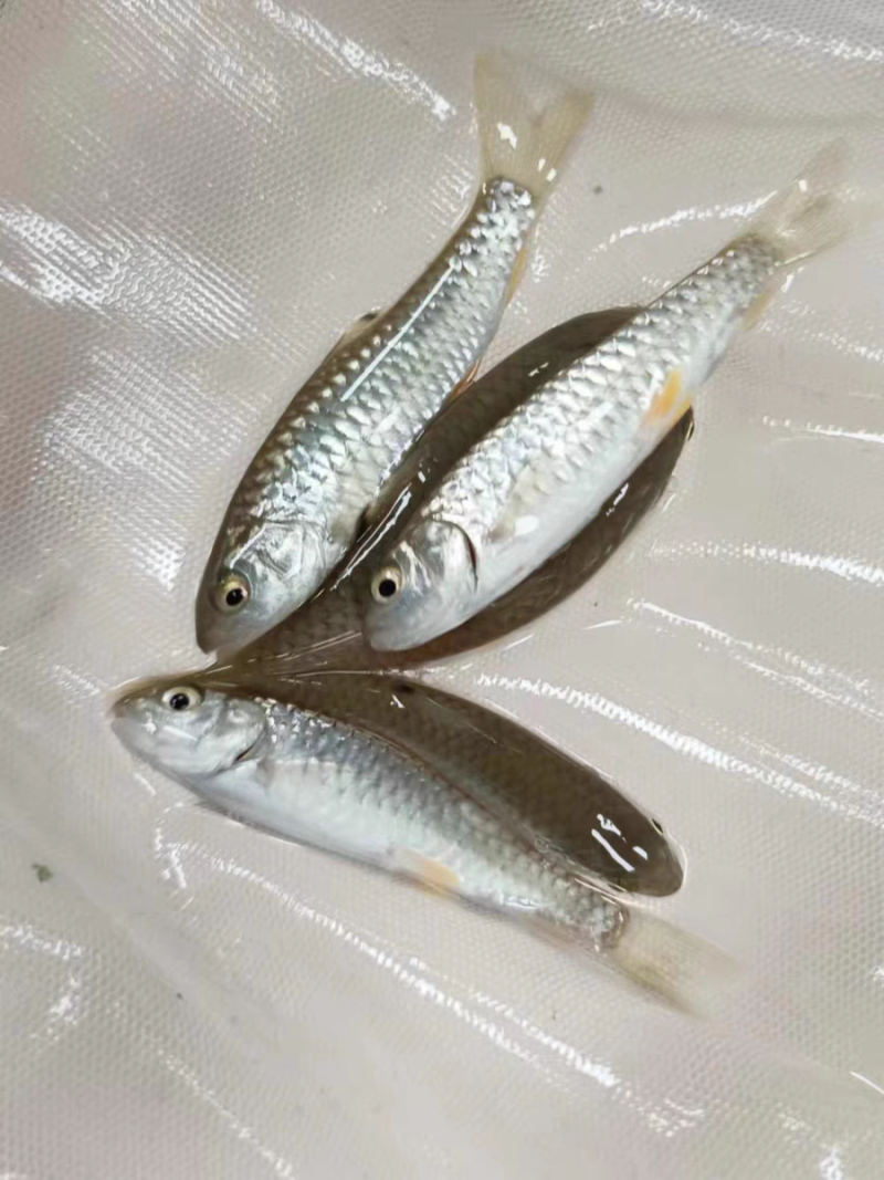 军鱼苗光倒刺鲃鱼青竹皖鱼石坚鱼