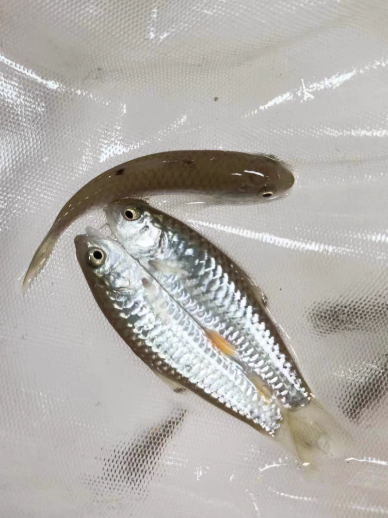 军鱼苗光倒刺鲃鱼青竹皖鱼石坚鱼