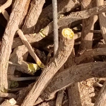 黄芩