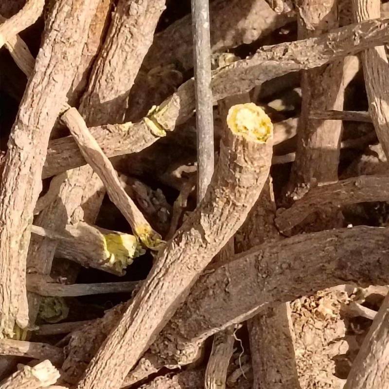 黄芩