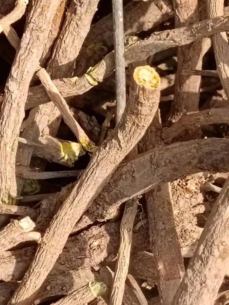 黄芩