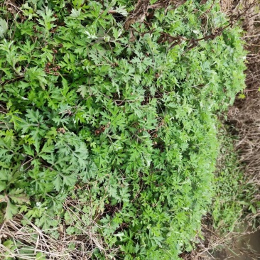 橙乡富硒野生艾草