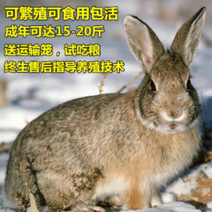 华南金兔，专业养殖，可以批发，可以一件代发，欢迎联系我！