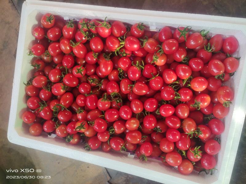 安阳滑县千禧圣女果，红圆果，黄果，基地直供商超市场