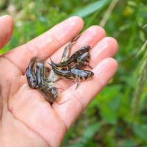 黄颡鱼苗黄骨鱼黄骨头黄辣丁鱼苗淡水鱼苗