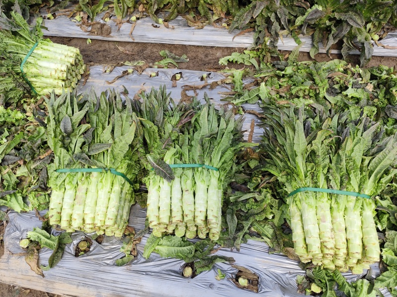 精品红叶香莴笋大量上市，需要的老板可以联系我