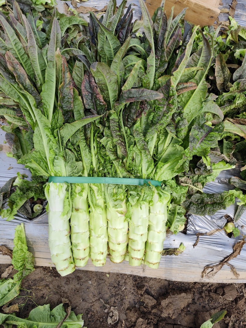 精品红叶香莴笋大量上市，需要的老板可以联系我