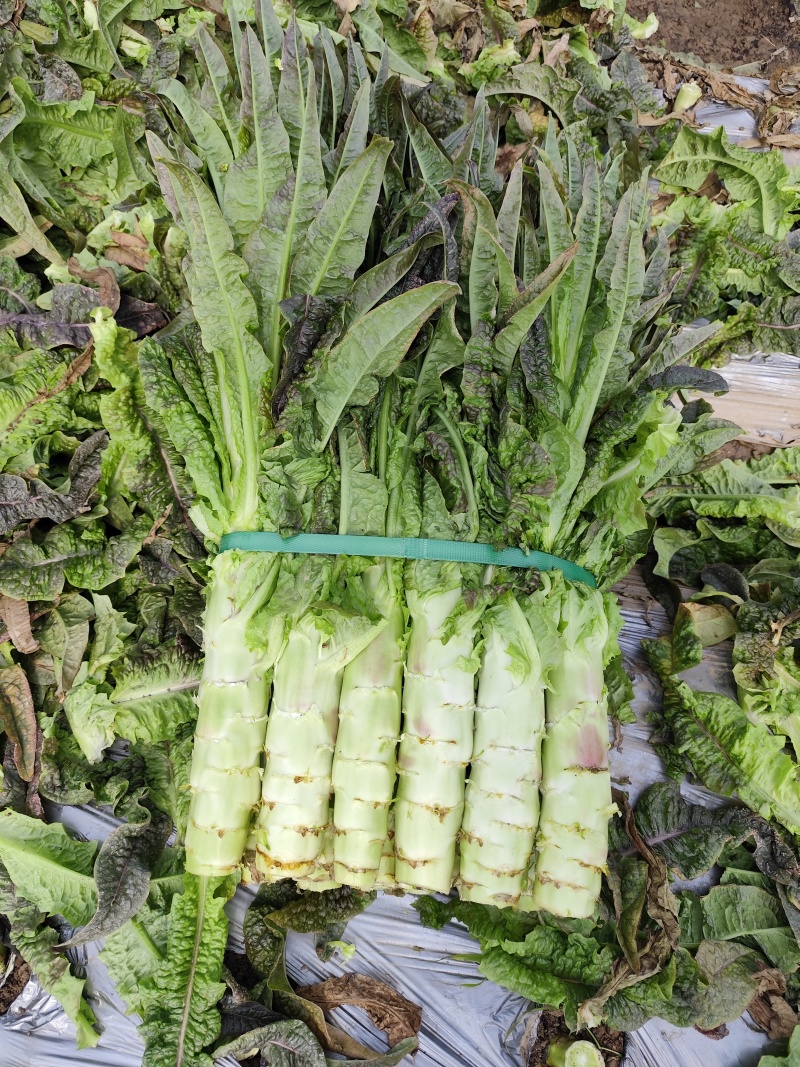 精品红叶香莴笋大量上市，需要的老板可以联系我