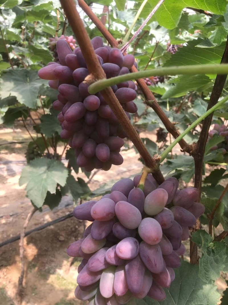 茉莉香葡萄大量上市中，口感香甜，供应全国市场