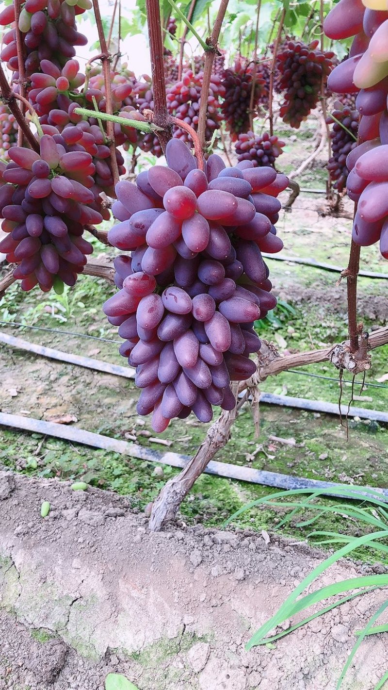 茉莉香葡萄大量上市中，口感香甜，供应全国市场