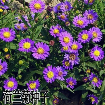 荷兰菊种子多年生耐寒庭院阳台盆栽花卉菊花种籽春夏秋冬四季