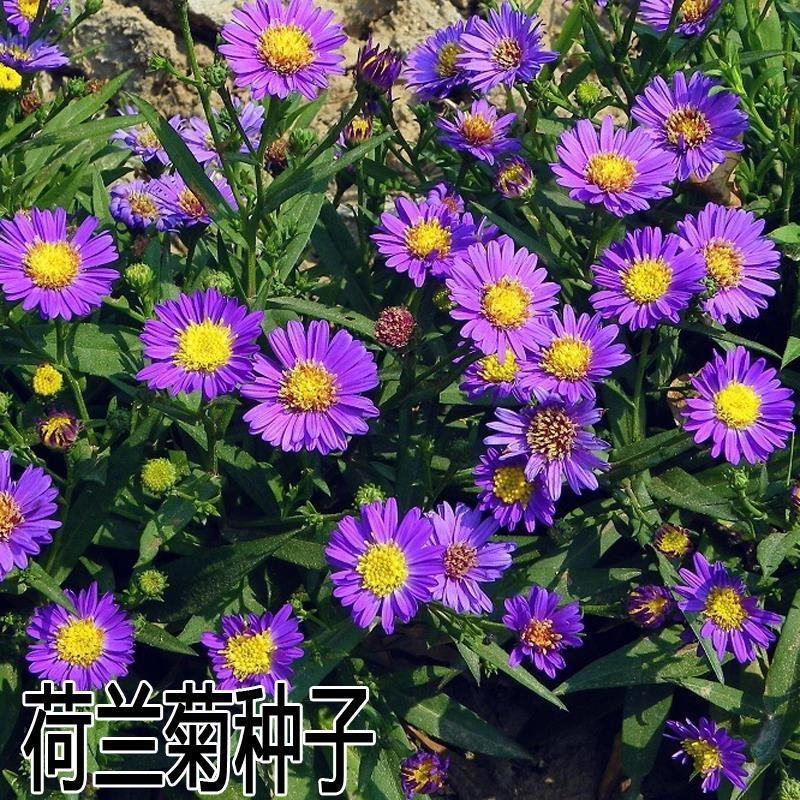 荷兰菊种子多年生耐寒庭院阳台盆栽花卉菊花种籽春夏秋冬四季