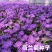 荷兰菊种子多年生耐寒庭院阳台盆栽花卉菊花种籽春夏秋冬四季