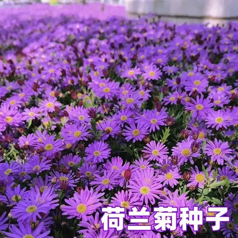 荷兰菊种子多年生耐寒庭院阳台盆栽花卉菊花种籽春夏秋冬四季