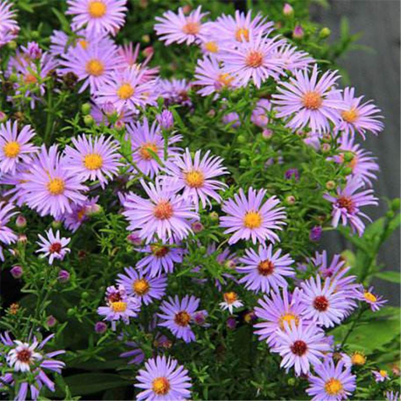 荷兰菊种子多年生耐寒庭院阳台盆栽花卉菊花种籽春夏秋冬四季