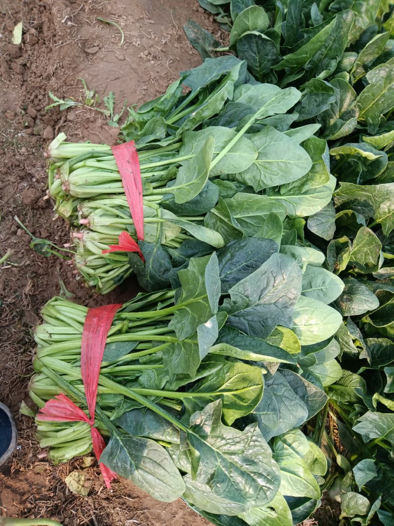 陆地精品菠菜大量上市需要联系质量保证，，