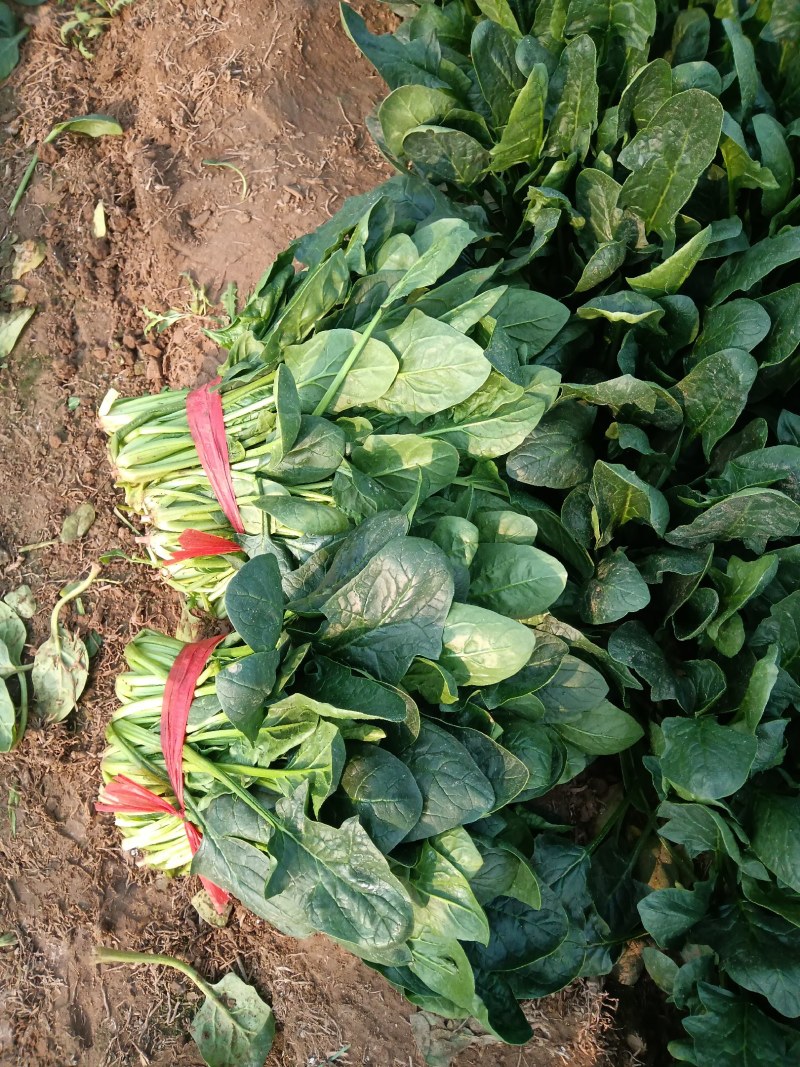 陆地精品菠菜大量上市需要联系质量保证，，