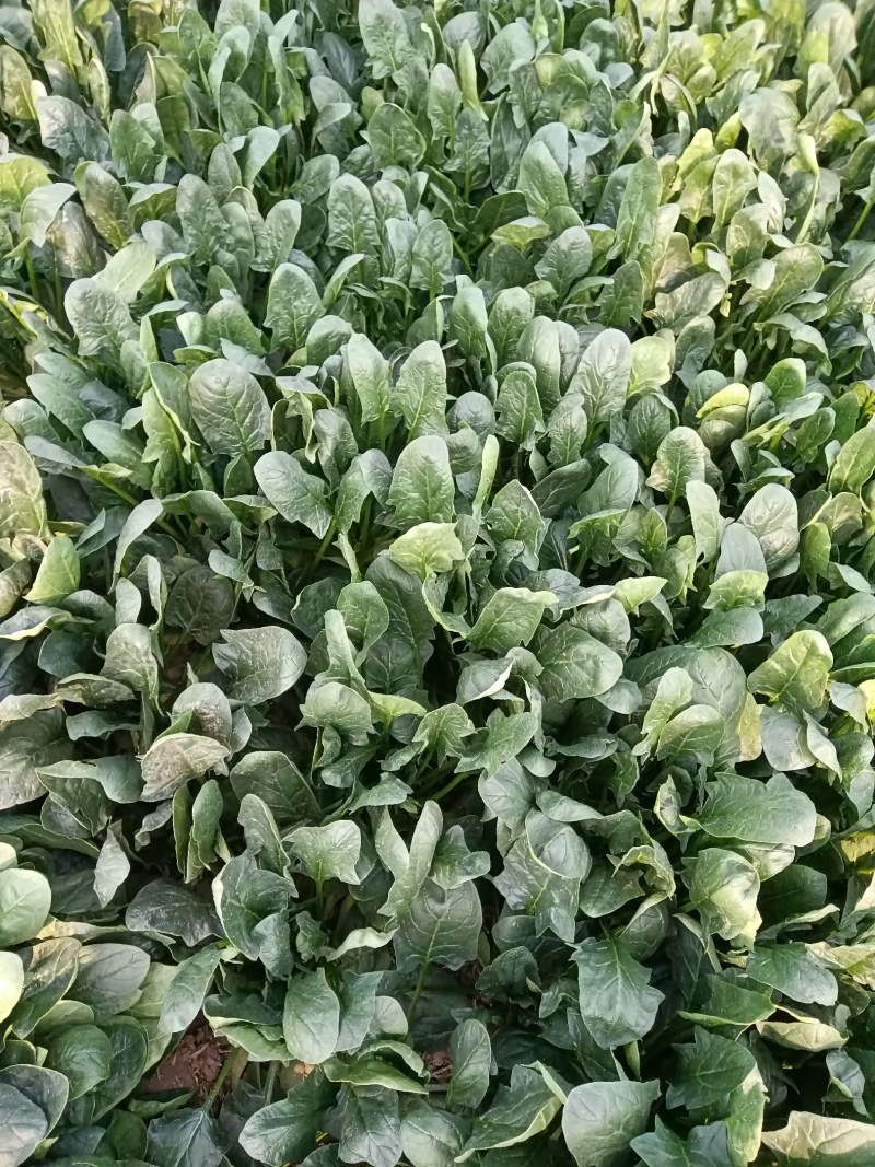 陆地精品菠菜大量上市需要联系质量保证，，