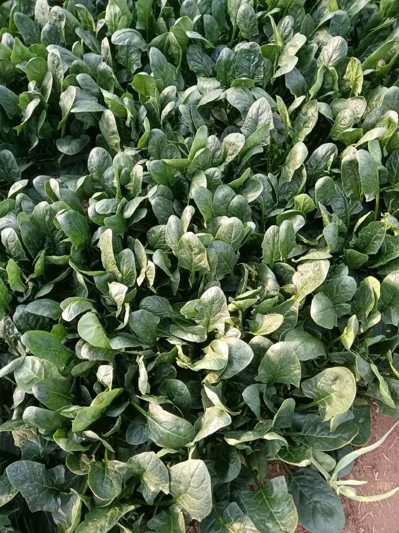 陆地精品菠菜大量上市需要联系质量保证，，