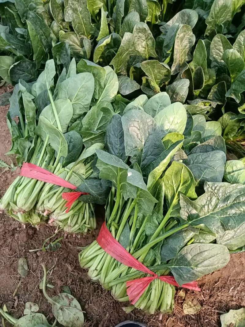 陆地精品菠菜大量上市需要联系质量保证，，