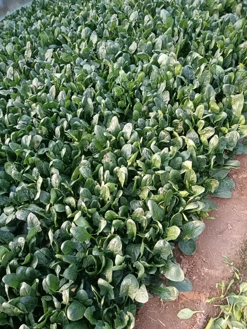 陆地精品菠菜大量上市需要联系质量保证，，