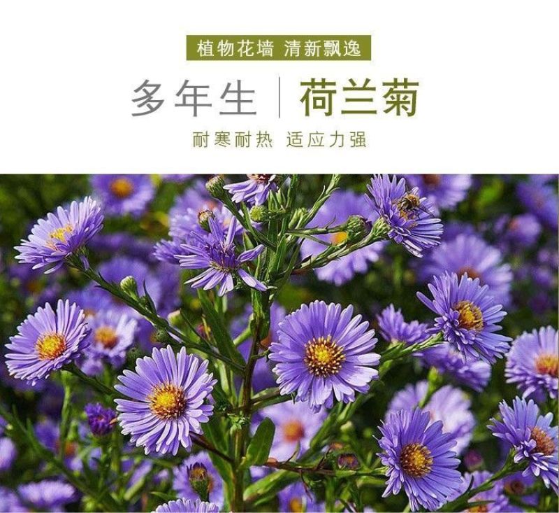 荷兰菊种子多年生耐寒庭院阳台盆栽花卉菊花种籽春夏秋冬四季