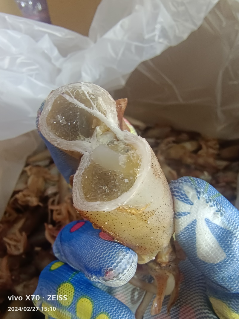干籽乌