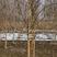 河北奥森苗圃场正在出售5-6-8公分垂柳，数量100万棵