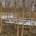 河北奥森苗圃场正在出售5-6-8公分垂柳，数量100万棵