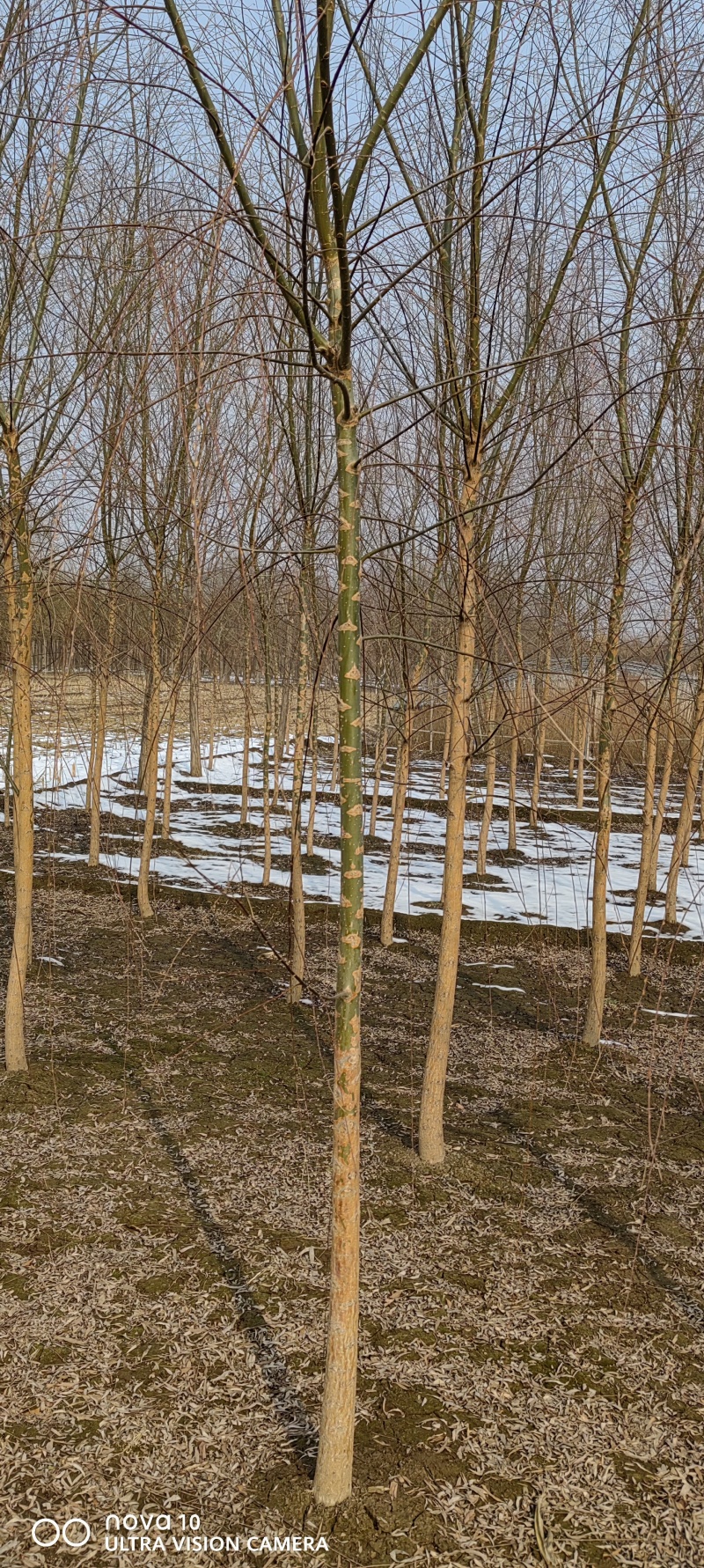 河北奥森苗圃场正在出售5-6-8公分垂柳，数量100万棵