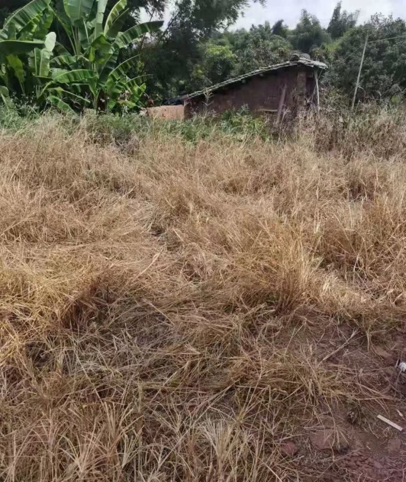 20%草铵膦除草剂果园非耕地牛筋草小飞蓬恶性杂草