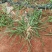 20%草铵膦除草剂果园非耕地牛筋草小飞蓬恶性杂草