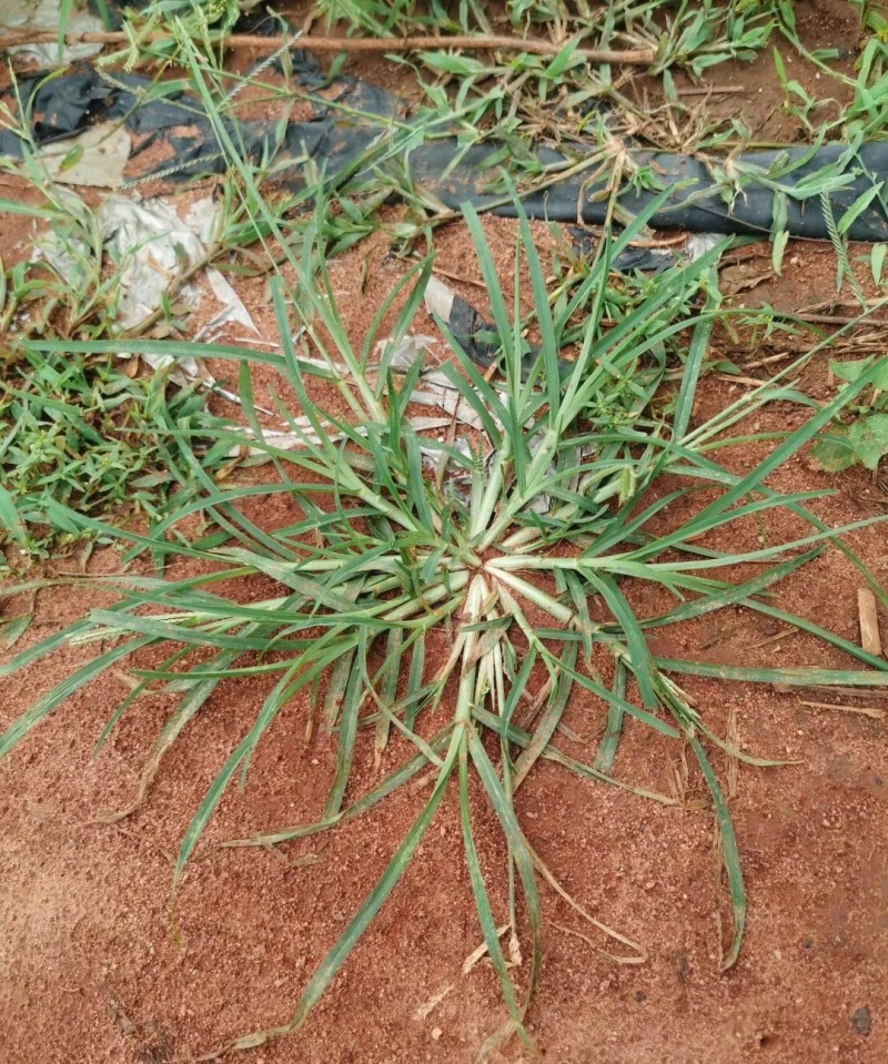 20%草铵膦除草剂果园非耕地牛筋草小飞蓬恶性杂草