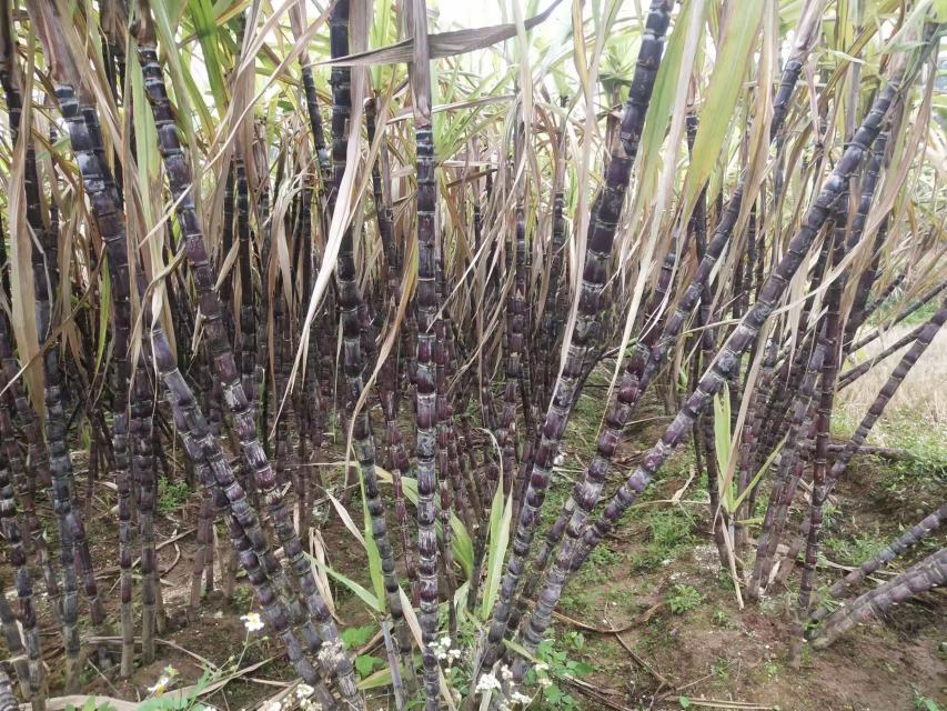 图中展示甘蔗钻心虫造成的枯心苗与虫蛀茎部,可帮助识别虫害程度 甘蔗钻心虫危害症状图