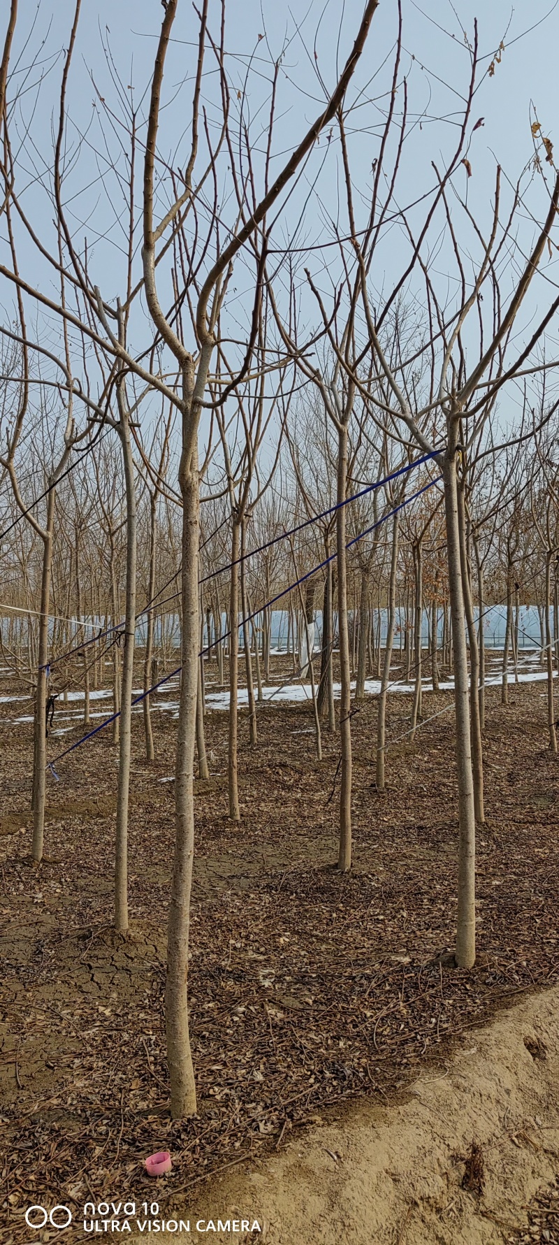 河北火炬2-3公分，3-5公分6-8公分，各100万棵