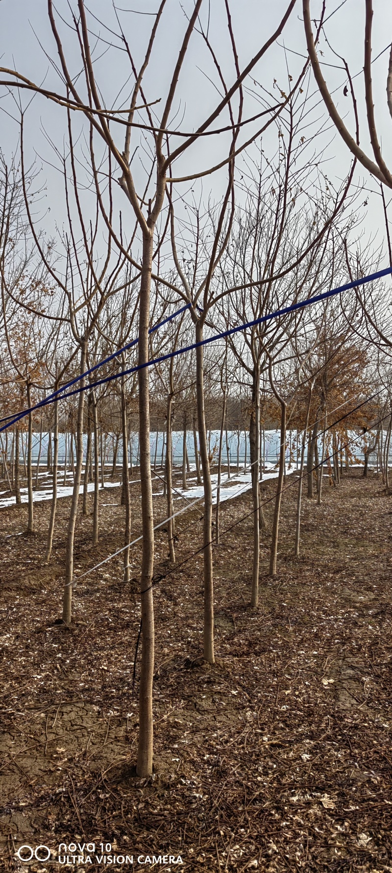 河北火炬2-3公分，3-5公分6-8公分，各100万棵