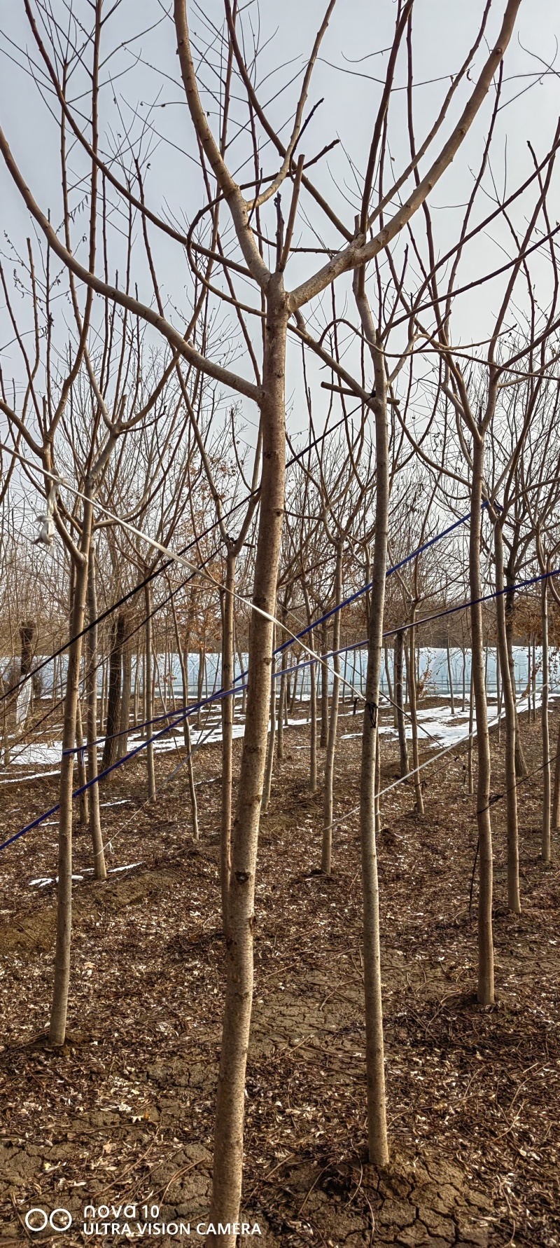 河北火炬2-3公分，3-5公分6-8公分，各100万棵