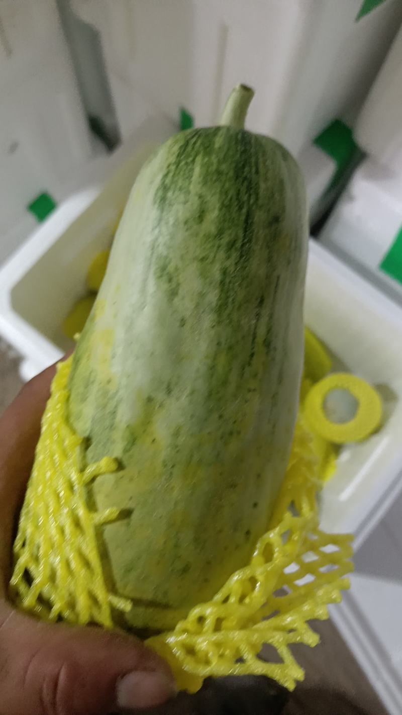 羊角蜜甜瓜产地直发欢迎咨询大量上市欢迎咨询合作