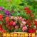 凤仙花种子四季庭院盆栽地栽凤仙透骨草指甲花急性子桃红金凤