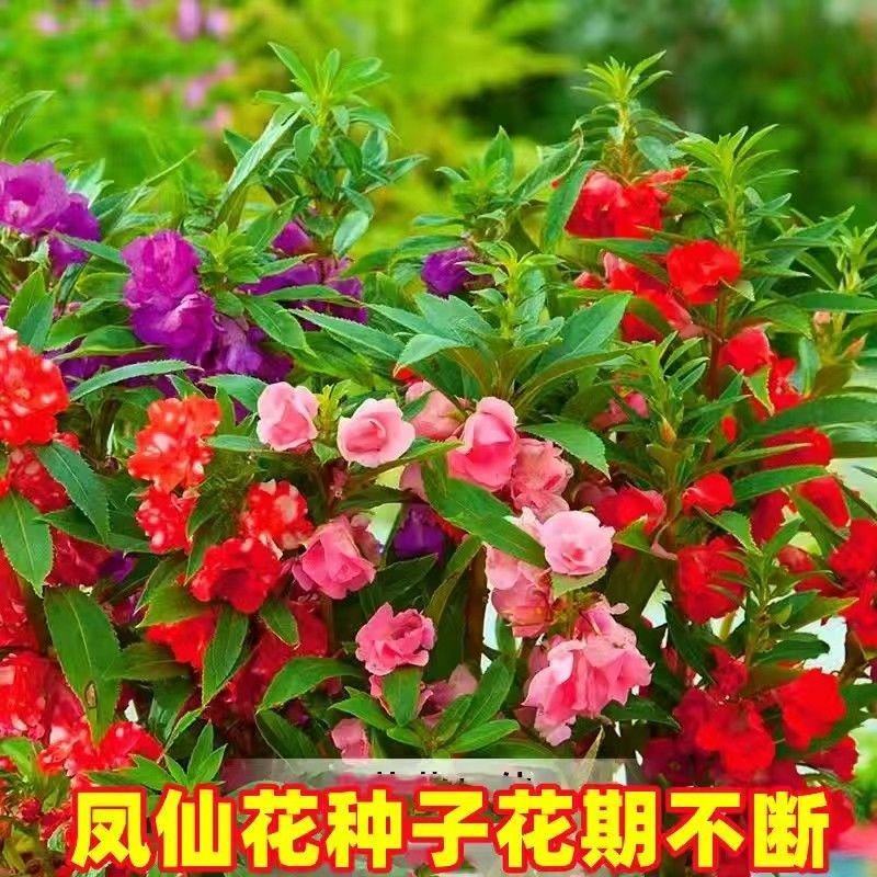 凤仙花种子四季庭院盆栽地栽凤仙透骨草指甲花急性子桃红金凤