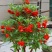 凤仙花种子四季庭院盆栽地栽凤仙透骨草指甲花急性子桃红金凤