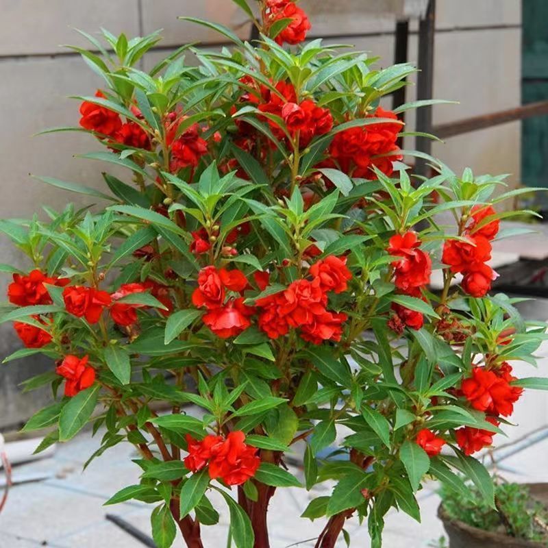 凤仙花种子四季庭院盆栽地栽凤仙透骨草指甲花急性子桃红金凤