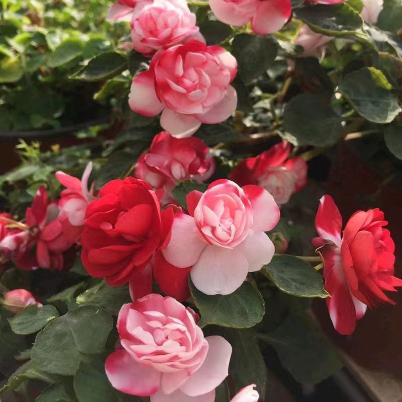 凤仙花种子四季庭院盆栽地栽凤仙透骨草指甲花急性子桃红金凤