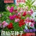 凤仙花种子四季庭院盆栽地栽凤仙透骨草指甲花急性子桃红金凤