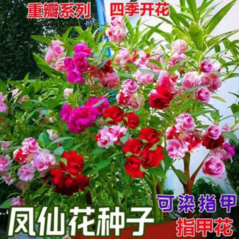 凤仙花种子四季庭院盆栽地栽凤仙透骨草指甲花急性子桃红金凤