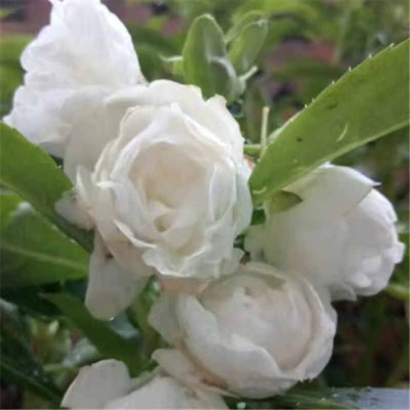 凤仙花种子四季庭院盆栽地栽凤仙透骨草指甲花急性子桃红金凤