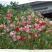 凤仙花种子四季庭院盆栽地栽凤仙透骨草指甲花急性子桃红金凤