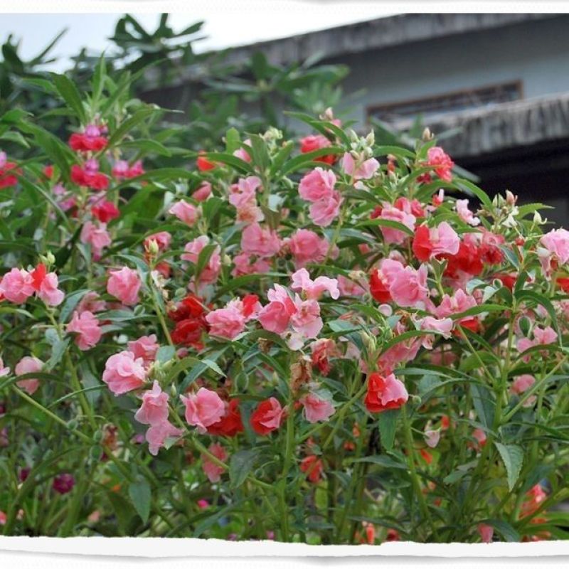 凤仙花种子四季庭院盆栽地栽凤仙透骨草指甲花急性子桃红金凤