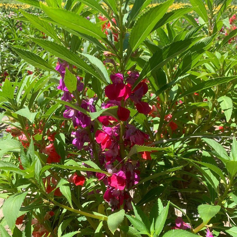 凤仙花种子四季庭院盆栽地栽凤仙透骨草指甲花急性子桃红金凤